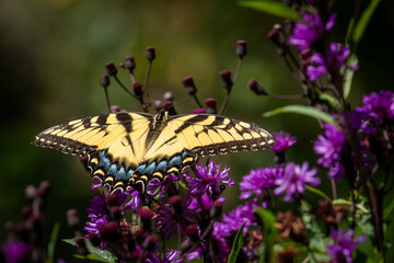 butterfly on purple flower green soft background