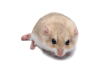 Gerbil fat tail on isolated background, Cute Garbil fat tail closeup on white background