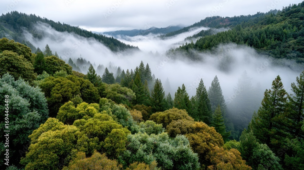 Poster dense trees rise majestically as fog envelops the landscape, creating a serene and mystical atmosphe