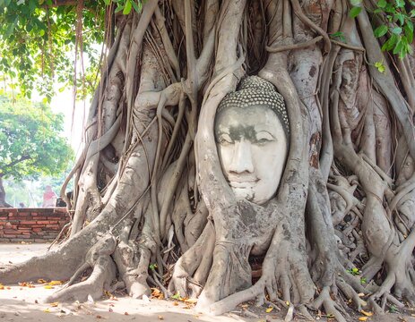 Buddha head nestled within ancient tree roots