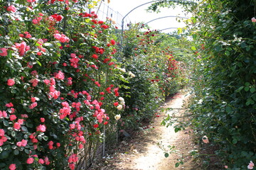 全盛期のバラ園