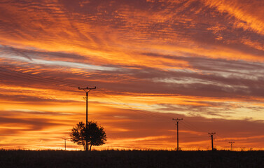 High voltage power line with tree on agriculture field during sunset. Transmission of electrical energy, industry background
