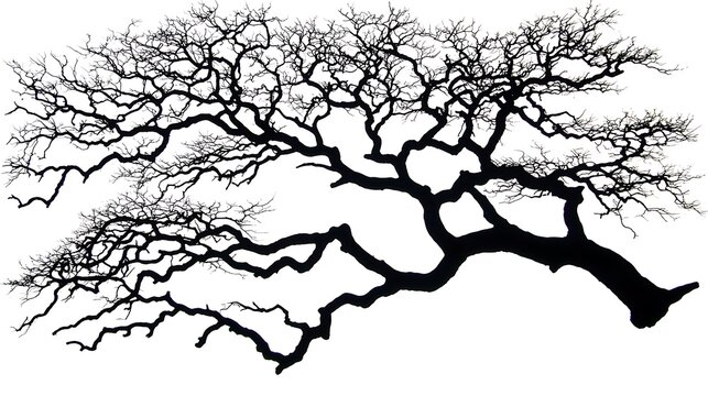 Dried branch silhouette against white background captured in 4K with a 35mm f2 lens, clean studio light producing sharp linear shadows and crisp contours
