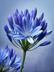 Fototapeta premium Close-up of African Blue Lily flowers swaying gently in the breeze