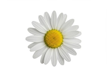 A close-up, detailed view of a single, vibrant white daisy with a bright yellow center, perfectly centered against a plain white background.