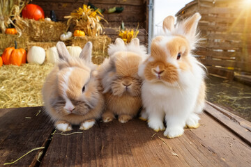 Obraz premium Three adorable fluffy bunnies sitting close together on a wooden platform surrounded by hay and colorful pumpkins, bathed in warm autumn sunlight