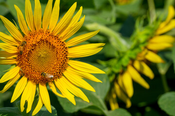 ひまわりとみつばちの夏風景｜明るい印象を与える自然素材