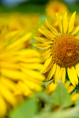 鮮やかな、ひまわりアップ写真｜広告やSNSに使える明るい背景