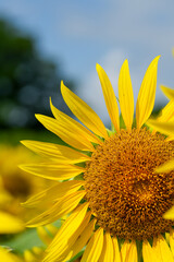 鮮やかな、ひまわりアップ写真｜広告やSNSに使える明るい背景