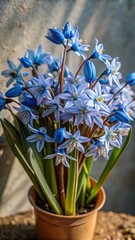 Delicate blue scilla flowers blooming in clusters on a crisp white background