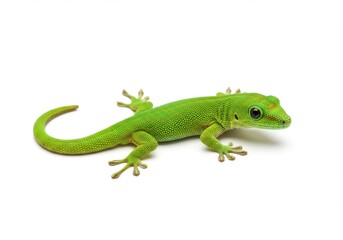 A vivid, bright green gecko, displaying intricate scales, rests against a plain white background, showcasing its detailed anatomy in a  shot.