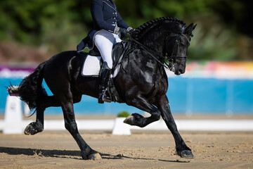 Friesian horse breed, close-ups, during an S-bridle test in a dressage tournament.