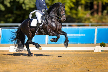 Friesian horse breed, close-ups, during an S-bridle test in a dressage tournament.