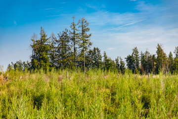 Nationalpark Harz in Sachsen-Anhalt, Harzwald, Urlaub in Deutschland, Deutschland entdecken