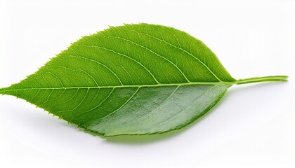 Obraz premium vibrant green leaf isolated on white background