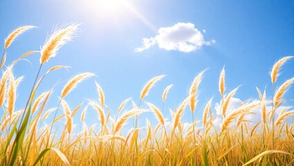 Obraz premium Sunlit Golden Field of Tall Grass Under Blue Sky