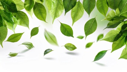 Fototapeta premium falling leaves and green foliage on white background