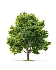 Fototapeta premium Lush green tree against white background (3)