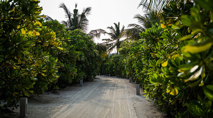 Lush tropical pathway bordered by dense, vibrant green foliage and towering palm trees, leading through a tranquil island resort setting with soft sandy ground underfoot, evoking a peaceful atmosphere