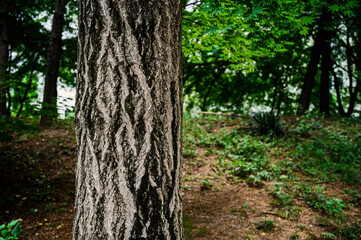 Fototapeta premium trees in the woods