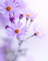 Obraz premium Aster savatieri flower background