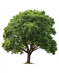 Lush green tree against white (9)