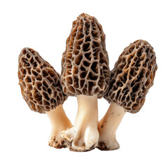  fresh morel mushrooms isolated [Transparent Background PNG]
