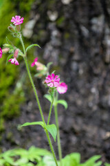 Fototapeta premium Small, vibrant, pink silene flowers elegantly grow from slender stems in front of a blurry background of moss-covered tree bark. 