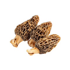  fresh morel mushrooms isolated [Transparent Background PNG]