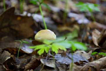 ​A delicate mushroom with a pale yellow cap pushes through fallen leaves on the forest floor, surrounded by bright green plants. 