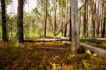 las,wyrąb,deforestacja  © Marcin Łazarczyk