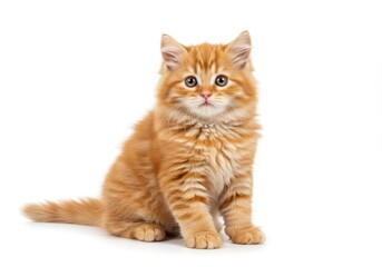 Obraz premium A charming ginger kitten sits serenely against a bright white background, showcasing its soft fur and captivating gaze.