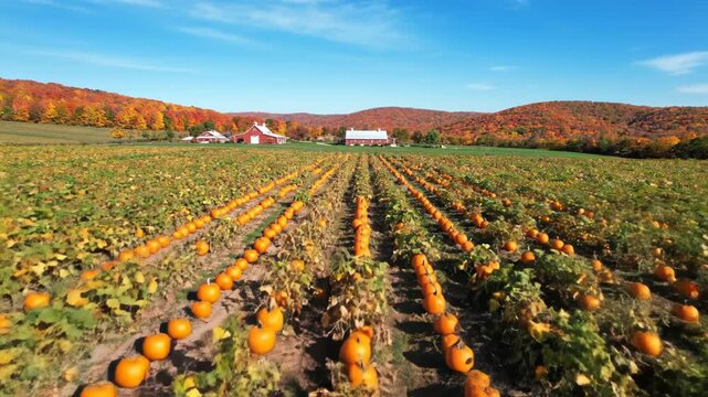 Pumpkin patch Autumnal landscape with vibrant foliage rural farm setting seasonal harvest high quality professional