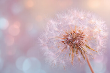 Dandelion background closeup on blurred nature background