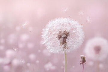 Dandelion background closeup with flying seeds on blurred nature background