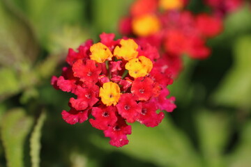 Close-up of Red and Yellow Lantana Flower