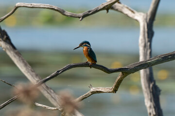 Martin pêcheur d'Europe,Alcedo atthis, Common Kingf