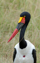 Jabiru d'Afrique,Ephippiorhynchus senegalensis, Saddle billed Stork,