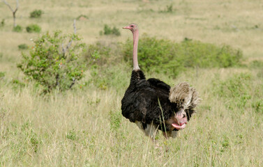 Autruche d'Afrique, mâle,
Struthio camelus, Common Ostrich, Parc national Kruger, Afrique du Sud