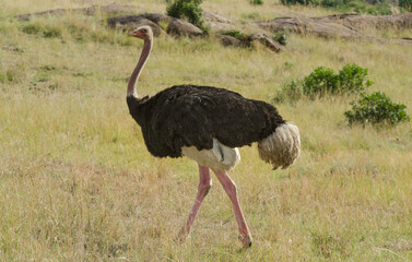 Naklejka premium Autruche d'Afrique, mâle, Struthio camelus, Common Ostrich, Parc national Kruger, Afrique du Sud