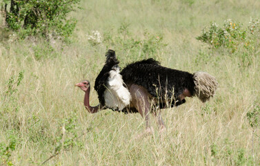 Autruche d'Afrique, mâle,
Struthio camelus, Common Ostrich, Parc national Kruger, Afrique du Sud