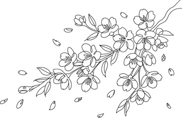Delicate cherry blossom branch falling petals sketch for artistic spring nature designs