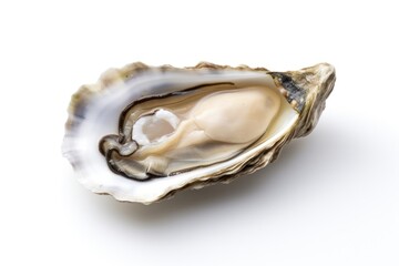 Seafood oyster white background invertebrate.