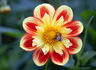 Pooh Swan Island Dahlia in bloom
