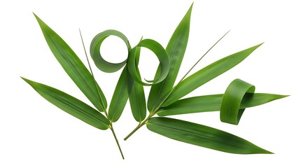 Fresh Bamboo Leaves with White Background.