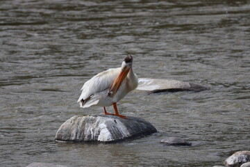 single white pelican biting at feathers standing on rock in river (close-up)