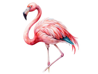 Watercolor illustration of a flamingo isolated on white background, showcasing its elegant and graceful posture