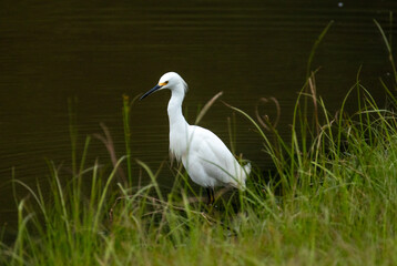 Egret standing in pond water