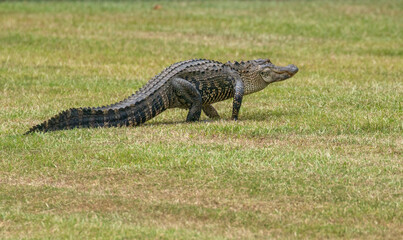 American alligator walking across a grassy area towards a pond