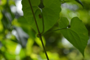 Close-up of green leaves with natural background in daylight